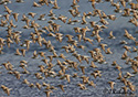 Calidris alpina